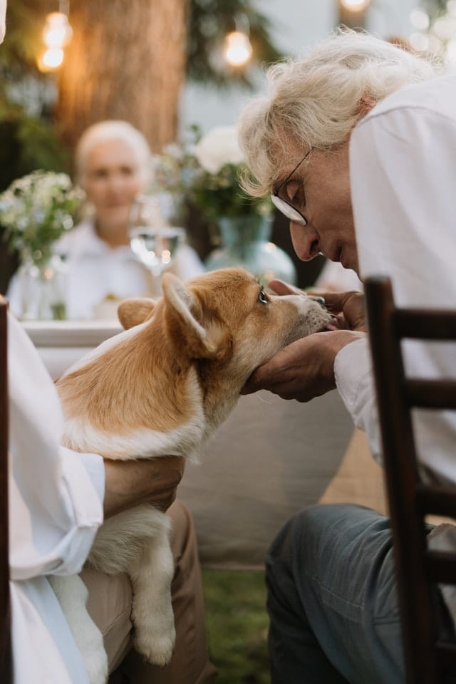 Lauren Swist Therapy Dog Training