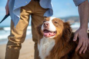 Lauren Swist what do therapy dogs actually do