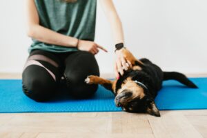 3 common dog training mistakes lauren swist