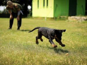 are you training your dog too much lauren swist aspiring nurse