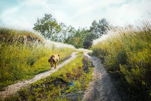 medium-coated dog running on dirt road between grass near trees