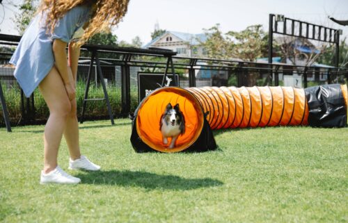 woman training a dog to run through a tunnel outside