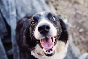 adult black and white border collie looking up at camera