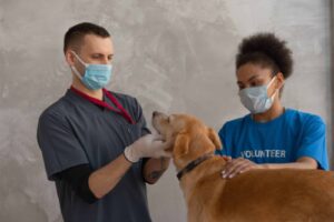 two volunteers giving a dog a checkup