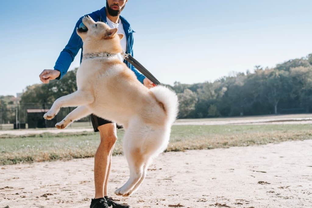 dog with dog trainer