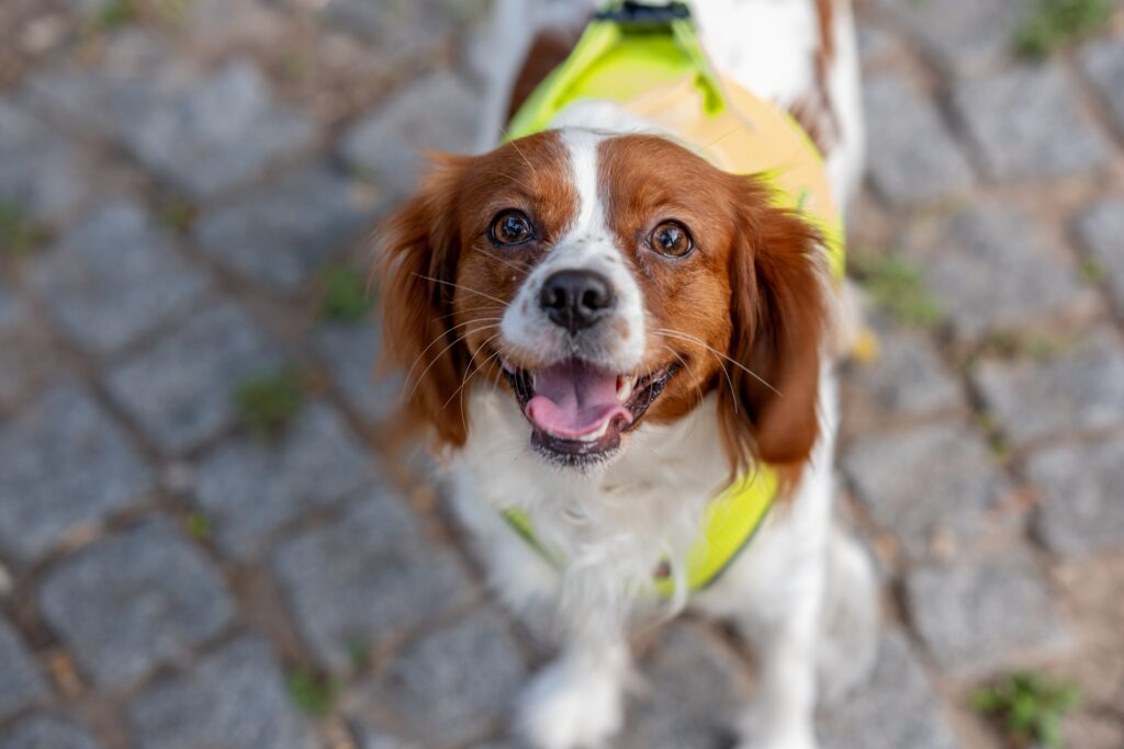 support dog wearing vest