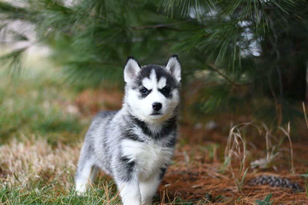 how to potty train your dog