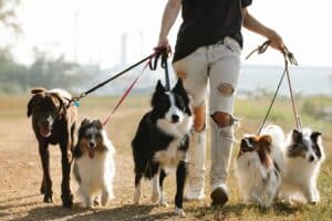 therapy dog volunteer walking dogs