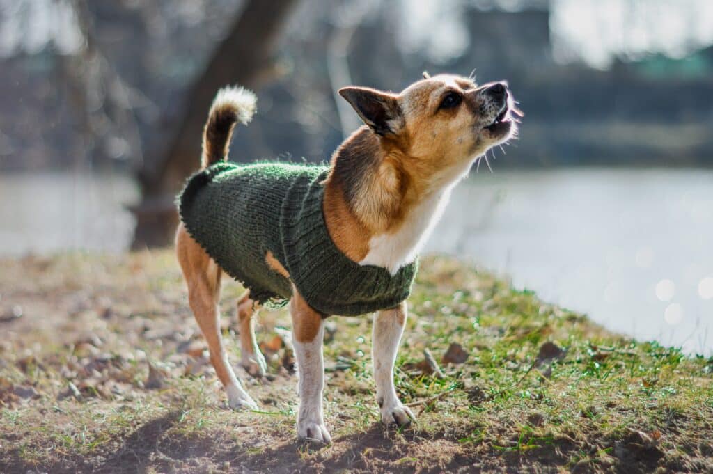 How To Train Your Dog To Stop Barking