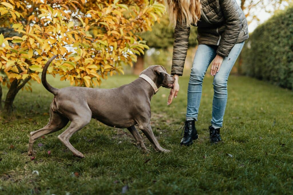 How long does it take to train a service dog