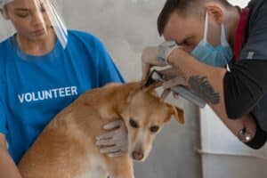 How to start an animal rescue